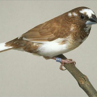 Padda passere del giappone