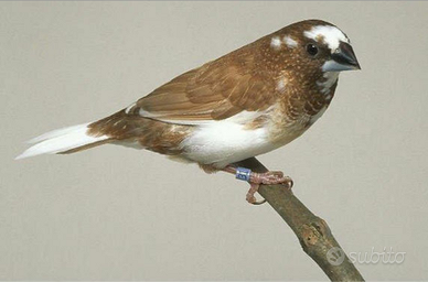 Padda passere del giappone