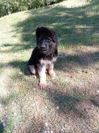 Pastore Tedesco cuccioli femmine