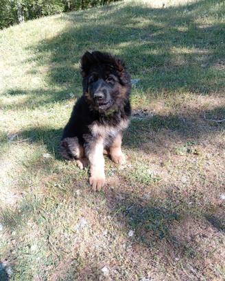 Pastore Tedesco cuccioli femmine