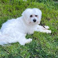 Maltese per accoppiamento