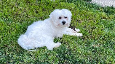 Maltese per accoppiamento