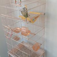 gabbia per pappagalli 