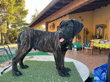 Cucciolo cane corso