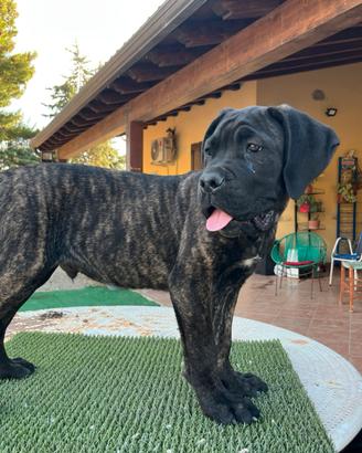 Cucciolo cane corso
