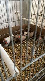 Diamantini mandarini