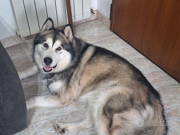 malamute