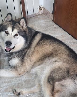 malamute