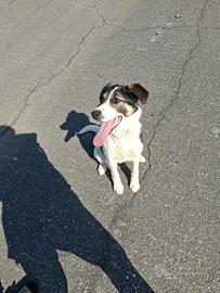 Cucciola in adozione