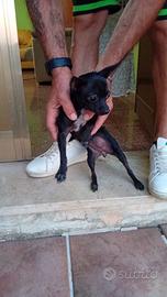 Chihuahua accoppiamento
