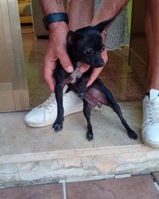 Chihuahua accoppiamento