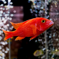 Ciclidi malawi adulti