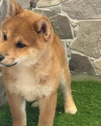 Shiba inu