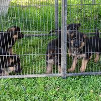 Cuccioli Pastore Tedesco