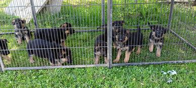 Cuccioli Pastore Tedesco