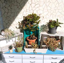 Collezione di Piante da Esterno/Interno