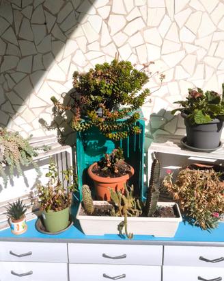 Collezione di Piante da Esterno/Interno