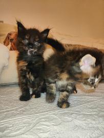 Maine Coon