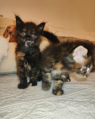 Maine Coon