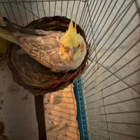 Pappagallo calopsite femmina