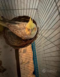 Pappagallo calopsite femmina