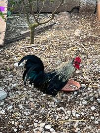 Gallo pantamino