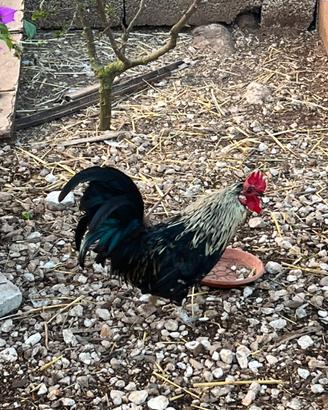 Gallo pantamino