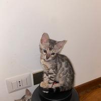 Cuccioli del bengala