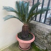 Cycas