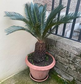 Cycas