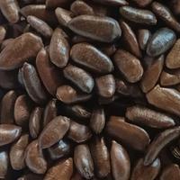 SEMI DI ASIMINA TRILOBA