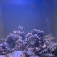 Rocce per acquario marino 