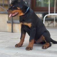 Cuccioli rottweiler