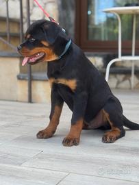 Cuccioli rottweiler
