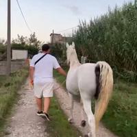 Fattrice araba gravida