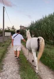 Fattrice araba gravida