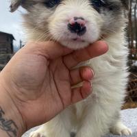 Border collie maschi blue merle e nero e bianco