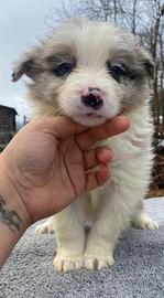 Border collie maschi blue merle e nero e bianco