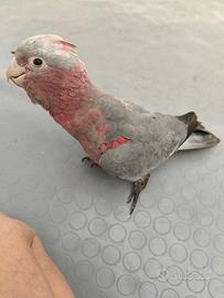 Cacatua rosa