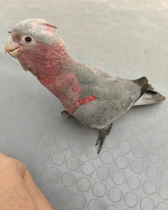 Cacatua rosa