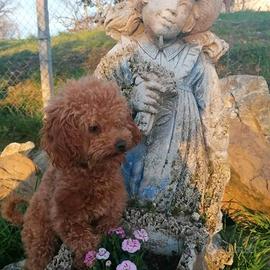 ER barbone figlio di 2 mini toy PAG IN 24 RATE 55