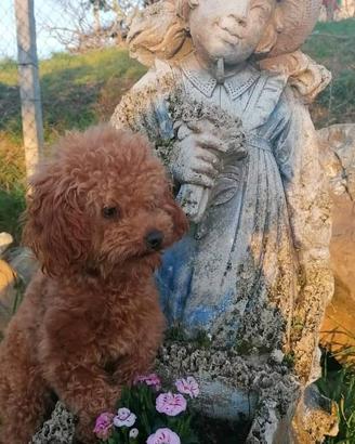 EROS barbone figlio di 2 mini toy