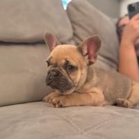 Bulldog francese
