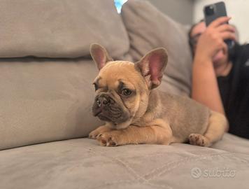 Bulldog francese