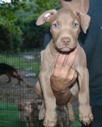 Cuccioli pittbull