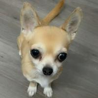 Chihuahua femmina tel 3792316469