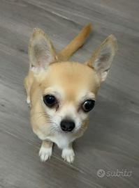 Chihuahua femmina tel 3792316469