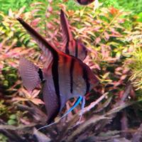 Coppie scalari manacapuru/Santa Isabel