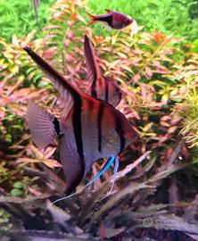 Coppie scalari manacapuru/Santa Isabel