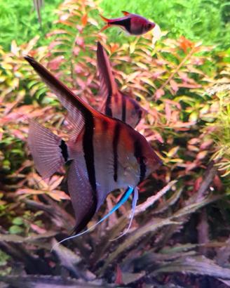 Coppie scalari manacapuru/Santa Isabel